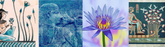 blue lotus flower