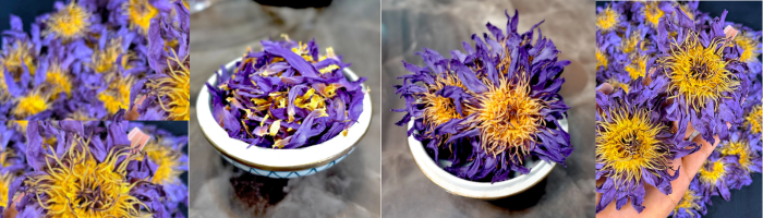 blue lotus flower