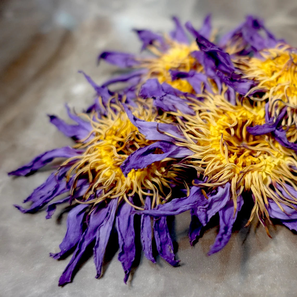 How Does Blue Lotus Effect The Mind? Everything You Need To Know About