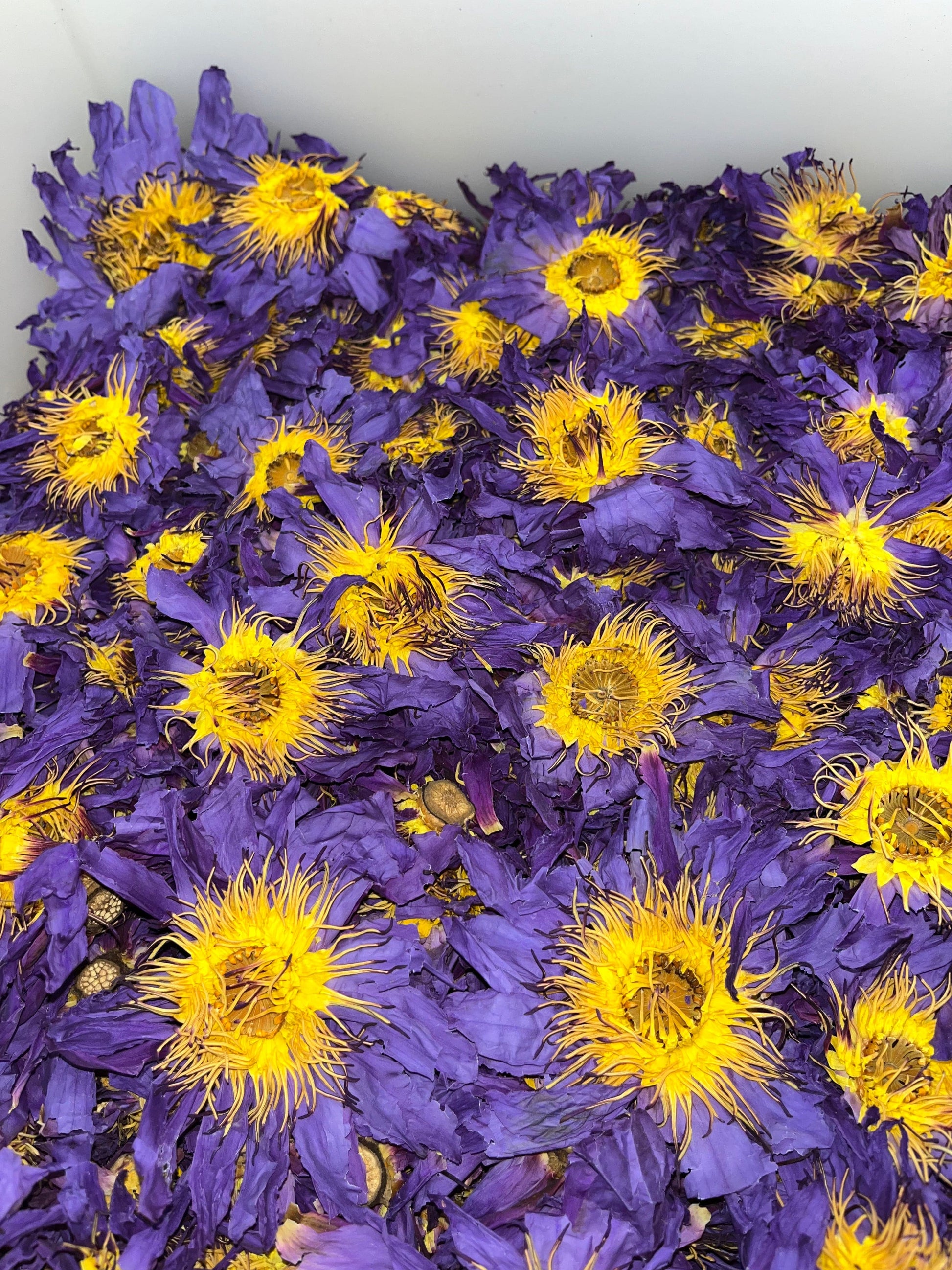 Buy Blue Lotus Flower Blue Dream Worldwide UK